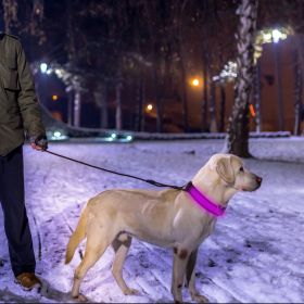 LED Dog Collar USB Rechargeable Adjustable Dog Safety Collar Night Safety Flashing Luminous Light up Collar (Size/Color: Color, Option: S)