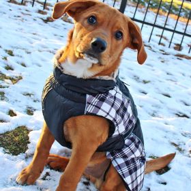 Alpine All-Weather Dog Coat (Color: Black and White Plaid, size: 5X-Large)